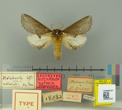 Notodonta notaria by the Smithsonian. Used under a CC0 license.
