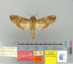 Nystalea amatura by the Smithsonian. Used under a CC0 license.