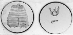 Nystalea discalis by the Smithsonian. Used under a CC0 license.
