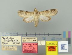 Nystalea eutalanta by the Smithsonian. Used under a CC0 license.