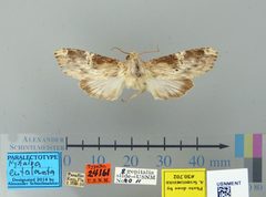 Nystalea eutalanta by the Smithsonian. Used under a CC0 license.