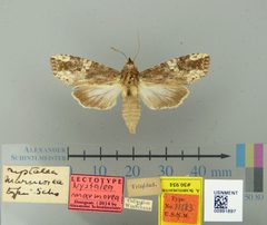 Nystalea marmorea by the Smithsonian. Used under a CC0 license.