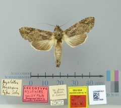 Nystalea marona by the Smithsonian. Used under a CC0 license.