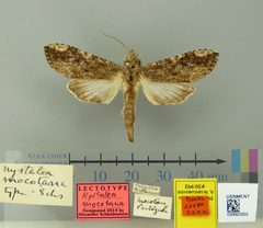 Nystalea mocotana by the Smithsonian. Used under a CC0 license.