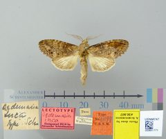 Oedemasia inca by the Smithsonian. Used under a CC0 license.
