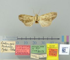 Oedemasia maxtla by the Smithsonian. Used under a CC0 license.