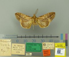 Oedemasia mocosa by the Smithsonian. Used under a CC0 license.