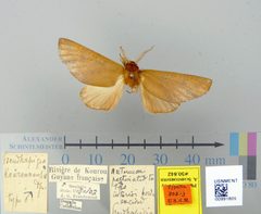 Pseudhapigia kurunensis by the Smithsonian. Used under a CC0 license.