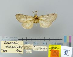 Scevesia broidricci by the Smithsonian. Used under a CC0 license.