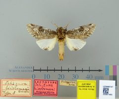 Schizura biedermani by the Smithsonian. Used under a CC0 license.