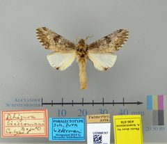 Schizura biedermani by the Smithsonian. Used under a CC0 license.
