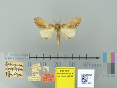 Schizura dospeppa by the Smithsonian. Used under a CC0 license.