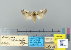 Schizura errucata by the Smithsonian. Used under a CC0 license.