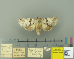 Symmerista marcata by the Smithsonian. Used under a CC0 license.