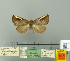 Symmerista odontomys by the Smithsonian. Used under a CC0 license.