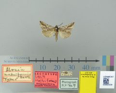 Ursia noctuiformis by the Smithsonian. Used under a CC0 license.