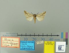 Ursia noctuiformis by the Smithsonian. Used under a CC0 license.