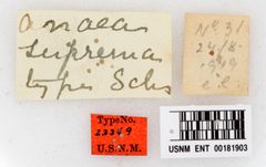 Anaea suprema by the Smithsonian. Used under a CC0 license.