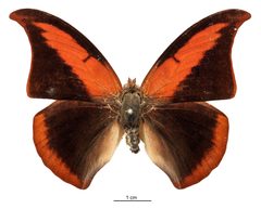 Anaea suprema by the Smithsonian. Used under a CC0 license.