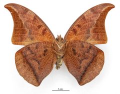 Anaea suprema by the Smithsonian. Used under a CC0 license.