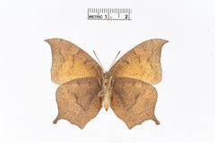 Anaea troglodyta by the Smithsonian. Used under a CC0 license.