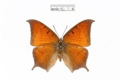 Anaea troglodyta by the Smithsonian. Used under a CC0 license.