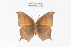 Anaea troglodyta by the Smithsonian. Used under a CC0 license.