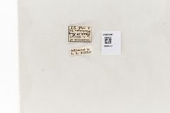 Anaea troglodyta by the Smithsonian. Used under a CC0 license.