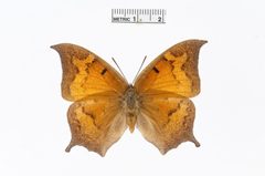 Anaea troglodyta by the Smithsonian. Used under a CC0 license.