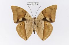 Archaeoprepona amphimachus by the Smithsonian. Used under a CC0 license.