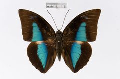 Archaeoprepona amphimachus by the Smithsonian. Used under a CC0 license.