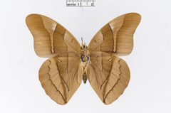 Archaeoprepona chalciope by the Smithsonian. Used under a CC0 license.