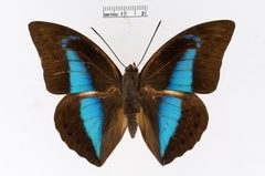 Archaeoprepona licomedes by the Smithsonian. Used under a CC0 license.