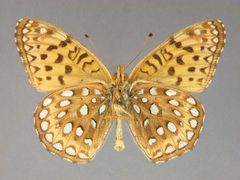 Dryas atlantis beani by the Smithsonian. Used under a CC0 license.
