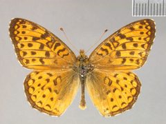 Dryas atlantis beani by the Smithsonian. Used under a CC0 license.
