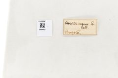 Fountainea nessus by the Smithsonian. Used under a CC0 license.