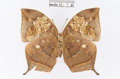 Fountainea nessus by the Smithsonian. Used under a CC0 license.