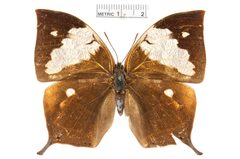 Fountainea nessus by the Smithsonian. Used under a CC0 license.