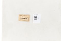 Fountainea nessus by the Smithsonian. Used under a CC0 license.