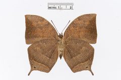 Fountainea nessus by the Smithsonian. Used under a CC0 license.