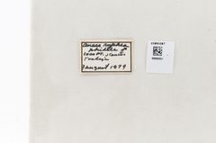 Fountainea ryphea by the Smithsonian. Used under a CC0 license.