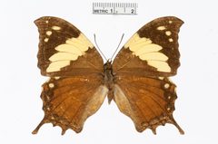 Hypna clytemnestra by the Smithsonian. Used under a CC0 license.