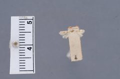 Borkhausenia ascriptella by the Smithsonian. Used under a CC0 license.