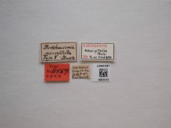 Borkhausenia ascriptella by the Smithsonian. Used under a CC0 license.