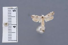 Borkhausenia clevelandi by the Smithsonian. Used under a CC0 license.