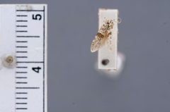 Borkhausenia diveni by the Smithsonian. Used under a CC0 license.