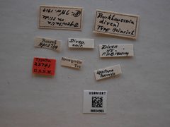 Borkhausenia diveni by the Smithsonian. Used under a CC0 license.