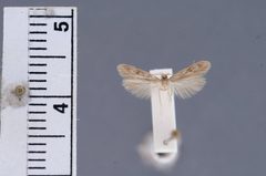 Borkhausenia nefrax by the Smithsonian. Used under a CC0 license.