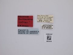 Borkhausenia nefrax by the Smithsonian. Used under a CC0 license.