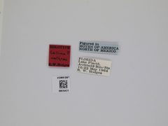 Callima nathrax by the Smithsonian. Used under a CC0 license.
